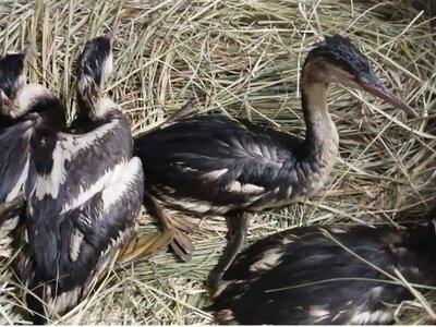 Операция «пирникоза»: как в Одессе боролись за жизни сотен птиц