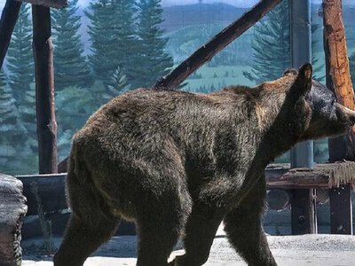 В Одесском зоопарке умер медведь Бумер: директор Беляков ответил на обвинения «активистов»