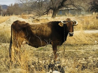 В двух регионах Туркменистана зафиксированы случаи массовой гибели скота от неизвестной болезни — Азатлык
