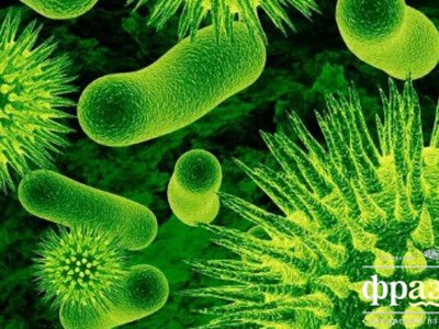 Британцы узнали о вирусах кое-что странное