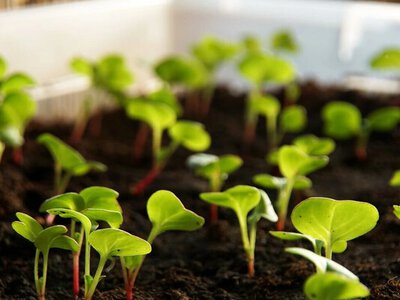 Что посадить в апреле - овощные культуры для раннего урожая