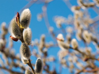 На Вербное воскресенье как на Пасху. Какой будет погода в эти выходные в Украине 