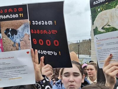 В Тбилиси прошла протестная акция против программы отлова бездомных собак