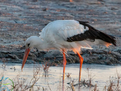 Тысячи аистов на полях Одесщины: что заставило птиц «остановиться на обед»?