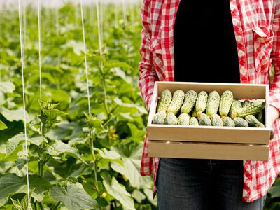 Огурцы в теплице дают мало плодов: 6 основных ошибок