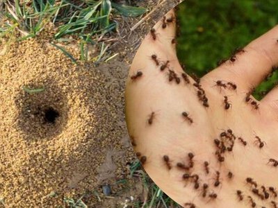 Муравьи исчезнут из вашего сада благодаря этому неожиданному средству из ванной