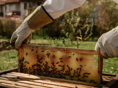 Пчелы не пережили зиму: что происходит на пасеках и какие будут цены на мед