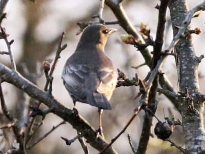 Впервые за 50 лет: в Чернобыле заметили редкую птицу
