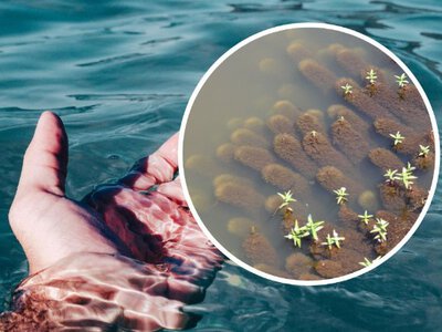 Вода токсична, соленость растет: как война и оккупация убивают Азовское море