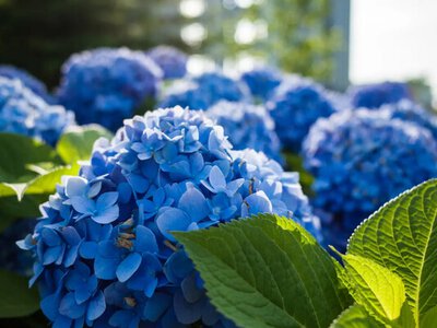 Опытные садоводы рассказали, чем поливать гортензии для идеального голубого оттенка