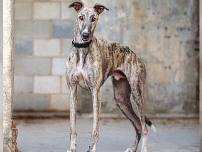 Семь пород собак, которых считают самыми древними. Как они выглядят