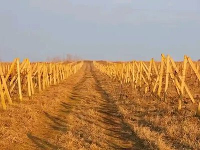 Одесщина импортирует виноград: дефицит саженцев заставляет искать спасение за границей