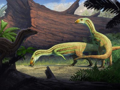 Окаменелые останки древних родственников крокодила показывают, что они ходили на двух ногах