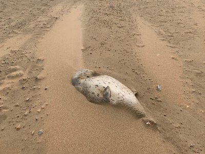 На побережье Каспия в Мангистауской области обнаружено около сотни мёртвых тюленей