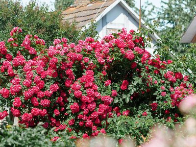 Розы будут цвести все лето: чем подкормить их в апреле: чем подкормить в апреле