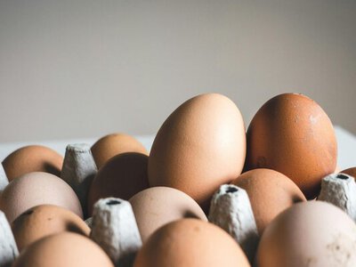 Украина бьет рекорды: экспорт яиц вырос до максимума за 5 лет