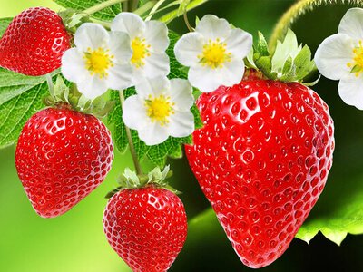 Откуда в Украину завозят клубнику и когда подешевеет любимая ягода?