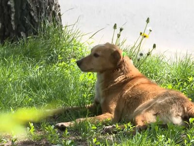 В Казахстане запустили петицию против проекта, разрешающего убийства бездомных собак