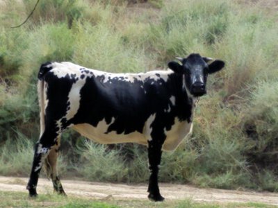 Узбекистан ввёл спецрежим из-за нового типа ящура