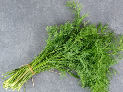 Укроп плохо растет на грядке: как исправить проблем