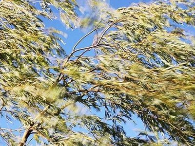 Синоптики прогнозируют заморозки: к чему готовиться украинцам