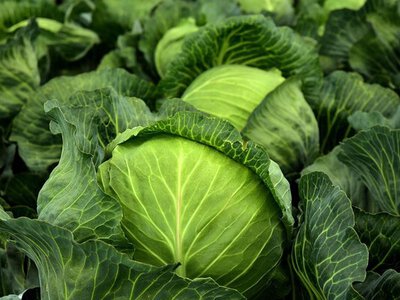 Украинская капуста возвращается на рынок и сразу обваливает цены на импорт