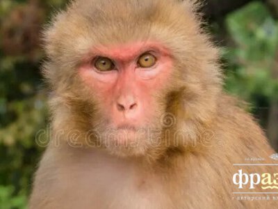 У американского моряка сорвалась «командировка» в Ормузский пролив после нападения обезьяны