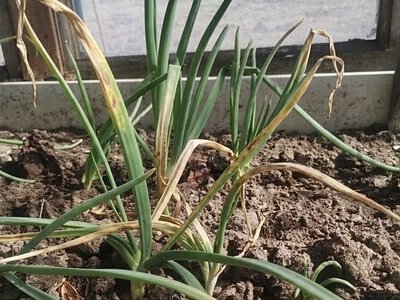 На городі жовтіють часник і цибуля: спитала у місцевого фермера, як виправити і отримала відповідь