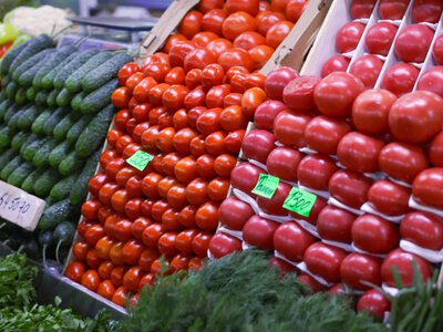  В Шымкенте будут выращивать овощи круглый год - проект на $650 млн 