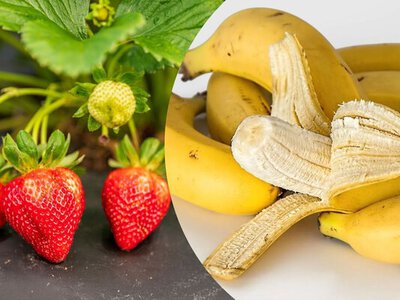 3 домашние удобрения для клубники: ягоды вырастут сладкие, как мед