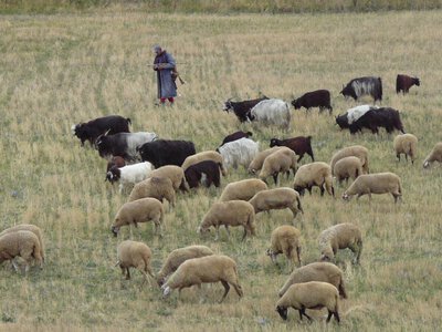  Пропавшего пастуха нашли мёртвым в Акмолинской области 