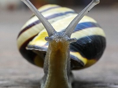 Без хімії та зайвих витрат: як відлякати слимаків і равликів часником
