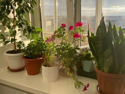 Какие комнатные растения ставить на подоконник, чтобы не знать нищеты
