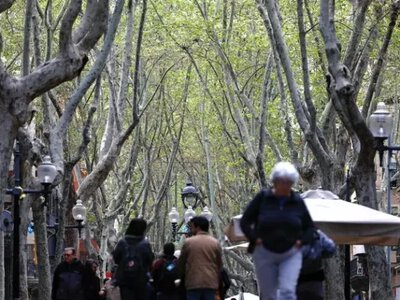 В Барселоне хотят сократить количество платанов вдвое: в чём причина