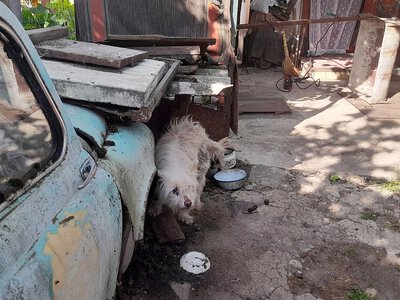 В Первомайске начали проверки условий содержания домашних животных: владельцев штрафуют за нарушения