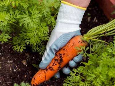 Почему категорически нельзя сеять морковь и укроп рядом