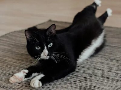 Запах котячої сечі зникне з килима назавжди: ось як його почистити