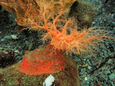 Бессмертие в море: как фрагменты морского огурца переписывают законы биологии