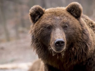 Ведмідь просто хотів охолонути, але швидко пошкодував про своє рішення