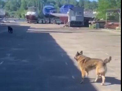 В Николаеве сторожевые собаки детской спортшколы покусали яхтсмена