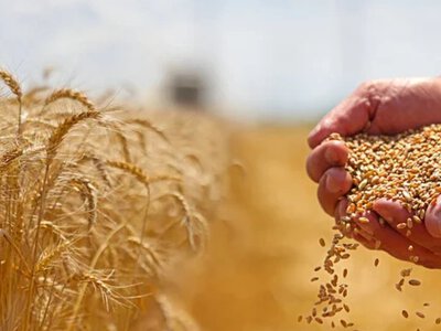 Урожай зерновых и масличных в Украине может превысить 83 млн тонн: какой объем пойдет на экспорт