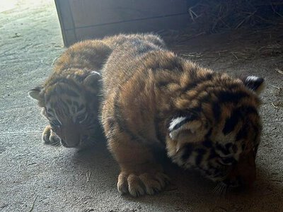 В Караганде выбирают имена для новорождённых амурских тигрят 