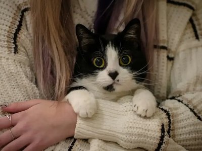 Какие даты рождения делают людей самыми преданными кошатниками: проверьте своё число