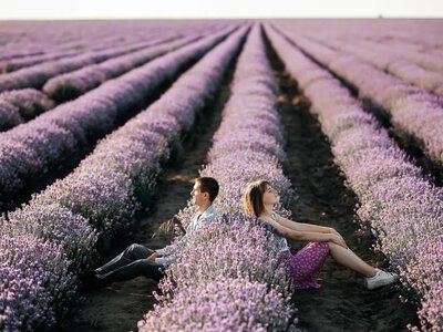 Морозы уничтожили фотолокацию: известное лавандовое поле в Бессарабии не пережило зиму