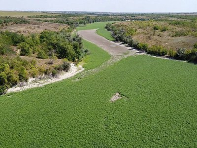 На месте Каховского водохранилища вырос дикий лес: уже 400 видов растений
