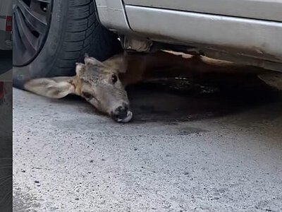 В Киеве после ночных обстрелов под автомобилем обнаружили раненую косулю (фото)