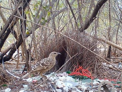 Очень странные предметы вошли в обиход птиц: от банок и проволоки до игрушечных наручников