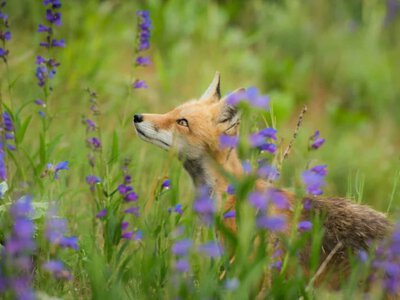 Лисицы развлекаются ночью с помощью кроксов – зоолог WWF-Украина (Видео)