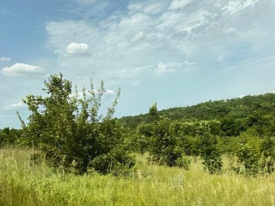 На Запоріжжі суд зобов’язав селищну раду взяти під охорону понад 20 гектарів самозалісених земель