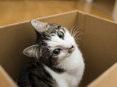 В Украине продажа котят онлайн может дорого обойтись: штрафы достигают 85 тысяч грн